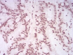 H4/n Antibody (3E7D9) - BSA Free, Novus Biologicals 0.1mg; Unlabeled:Antibodies,